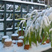 Snow on pots & bamboo