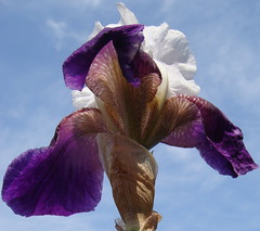 A Garden of Iris