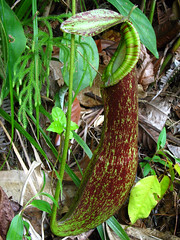 Nepenthes Species, Sarawak, Malaysia