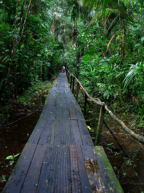 Una selva poblada de criaturas “extrañas” en Ecuador 487204347_94c61917a2_z