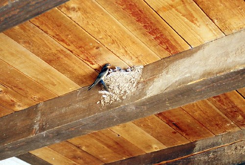 swallow nest 3