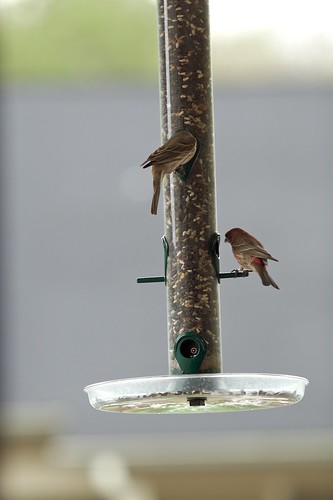 finch bird feeders