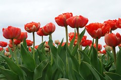Tulip mania