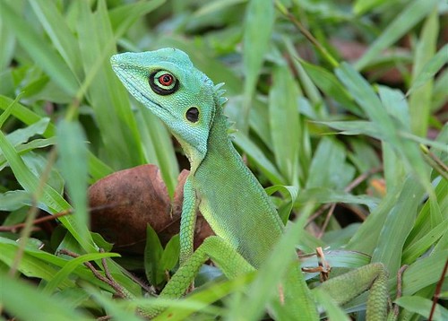 Green-Crested Lizard