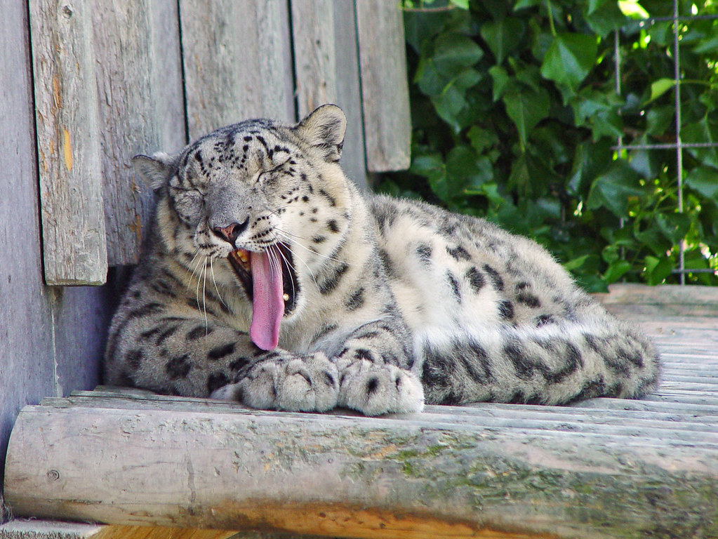Eichberg Snow Leopard yawning