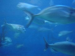 Melb Aquarium