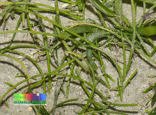 Noodle seagrass (Syringodium isoetifolium)