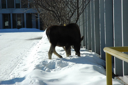 Young moose on University of Alaska, Anchorage Campus by Wonderlane