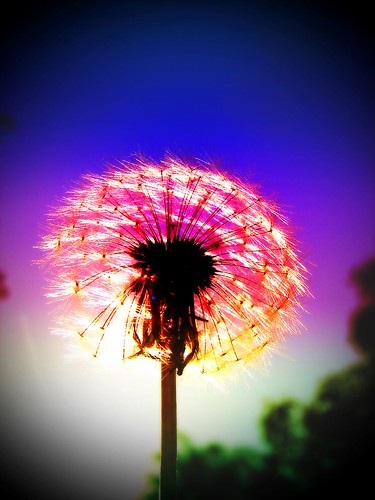 Dandelion Fireworks-PHOTO 183-The halfway mark
