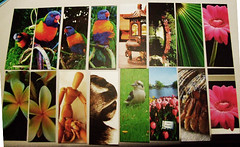 FlickrStuff: Moo cards for Trade