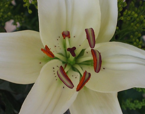 lily flower pictures