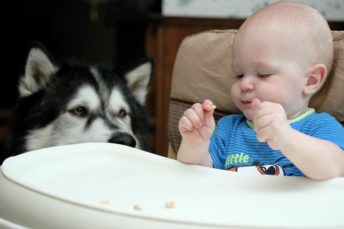 day 395: odin learns to share! III.