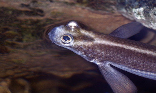 four eyed fish
