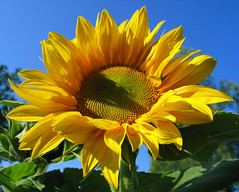 Flowers - Sunflower