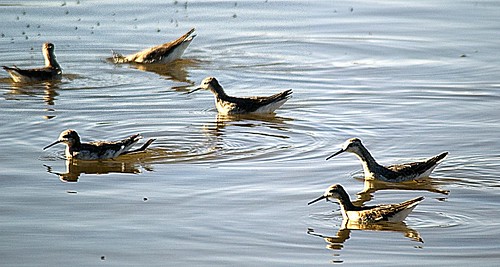 Mono Lake Birds
