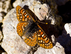 Butterfly on Mammoth Mountain