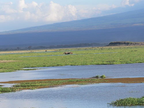 肯亞的濕地。（攝影：Wouter van Vliet）