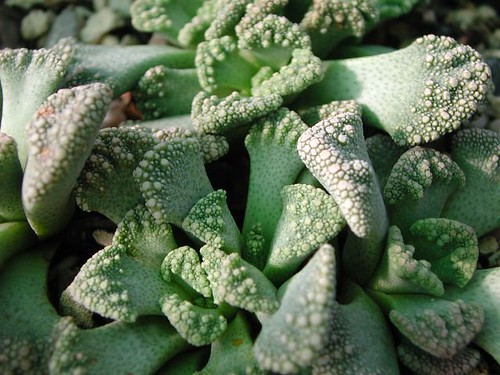 Titanopsis calcarea by asac_cactus