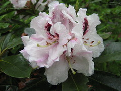 Rhododendron species and hybrids