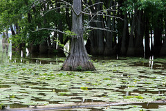 Swamps and Wetlands, Mississippi 