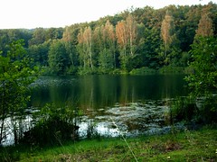 Forest lake in summer