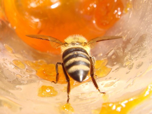bee macro shot