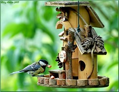 Birds of my garden
