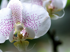 Orchideen /Orchids
