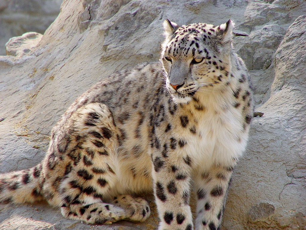 Snow leopard of the zoo of Zurich