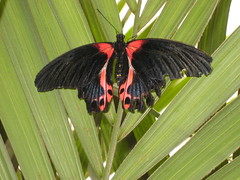 Schmetterlinge / butterflies
