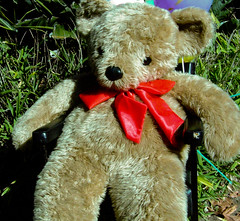 Calendar: June: Teddy Bear's Picnic at Wollongong Conservatorium of Music
