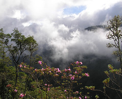 Montane Cloud Forest