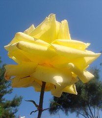 Flowers seen on walks in Southern California