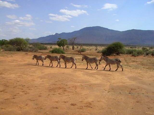 Zebras, Tsavo East National Park, Kenya