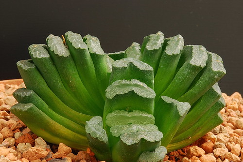 Haworthia  truncata by graftedno1