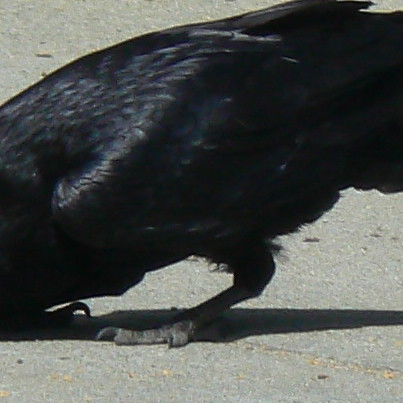 Raven close-up