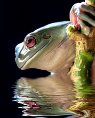 Ranas Frogs