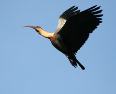 Curicaca-Comum - (Theristicus caudatus) Buff-necked ibis - Bandurria, Bandurria Común, Tutachi