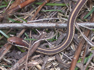 Telling Garter Snakes And Ribbon Snakes Apart Gartersnake Info