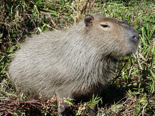 Capybara - world's biggest rodent (FACT!)
