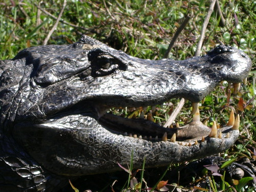 Aligator, extreme close up