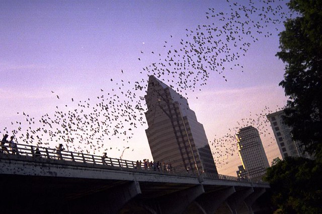 Things to do in Austin, Texas | Watch the South Congress Bat Colony fly out on summer nights in Austin, Texas