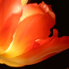 tulp.tulip.