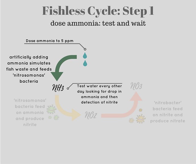 diagram showing step one of fishless cycle - dosing ammonia