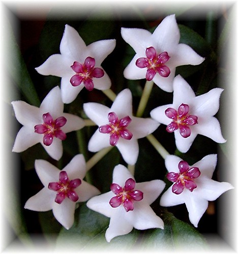 star flower plant