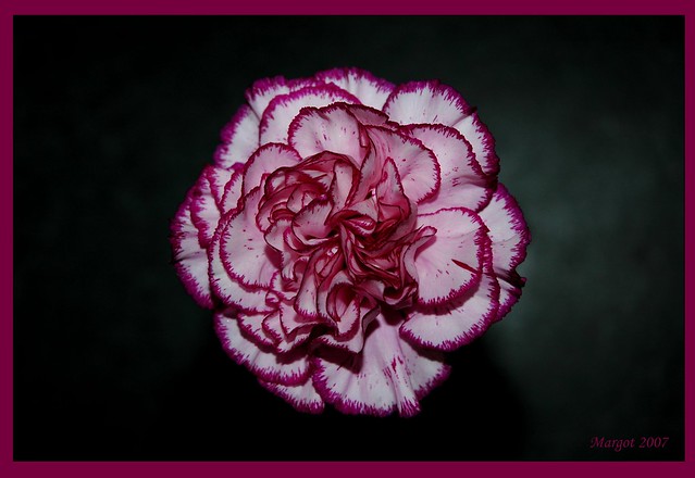 Wich one is more beautiful on a dark background carnation 2 or on a light