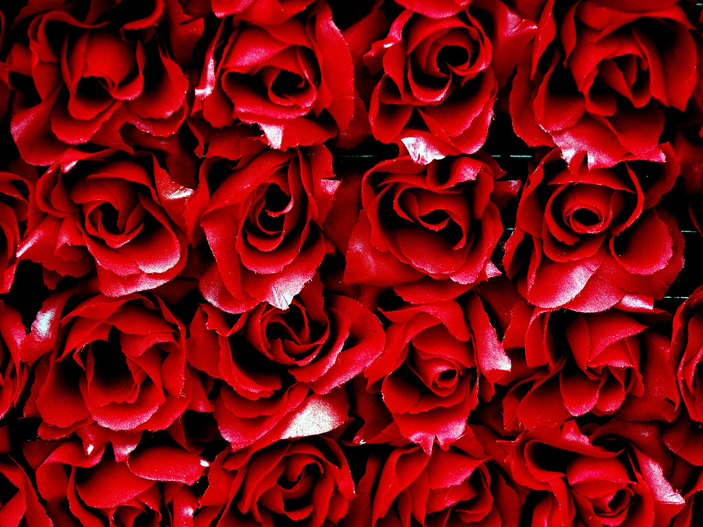 bed-of-roses.jpg
