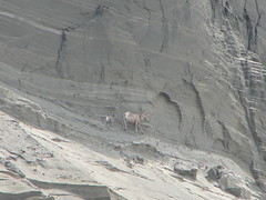 Bighorn Sheep outing