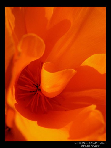 Orange California poppy macro