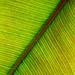 rubber leaf